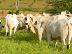 Ganadería, Ganado, Vaca, Ganado vacuno, Vacas