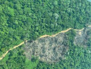 Commodities, Deforestación, Amazonía, Commodities agrícolas