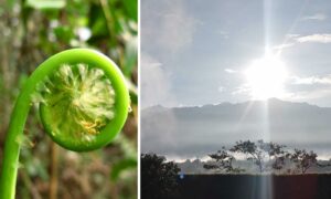 Naturaleza, Deforestación, Cambio climático, Natural