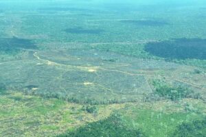 Deforestación, Más Colombia
