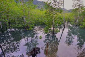 manglar, carbono azul, Más Colombia