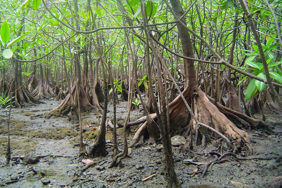 manglar, manglares