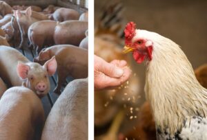 Producción avícola, Cerdos, Pollos, Avicultura, Porcicultura