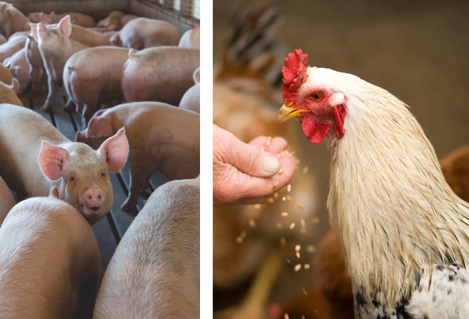 Pollos y cerdos colombianos ¿de dónde viene su comida? Más Colombia