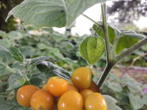 Uchuvas, Frutas, Uchuva, Frutas exóticas