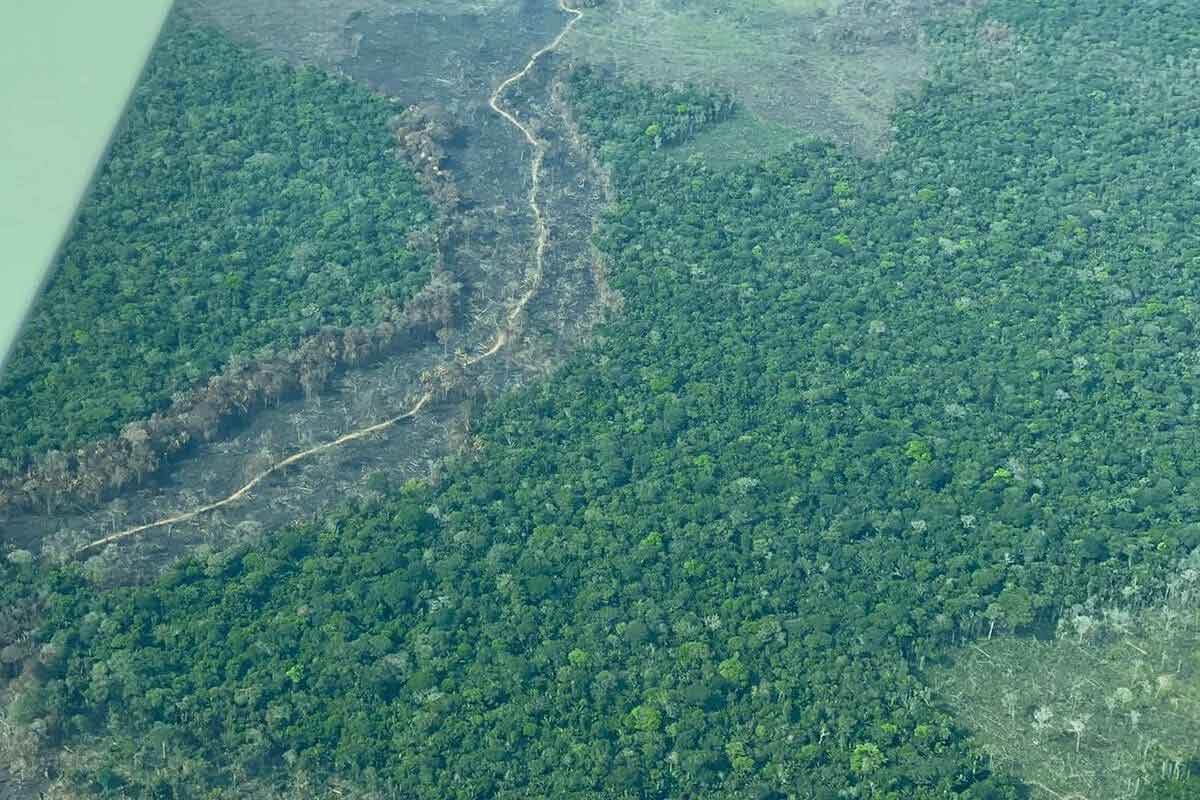 ultimos datos sobre la deforestacion en colombia