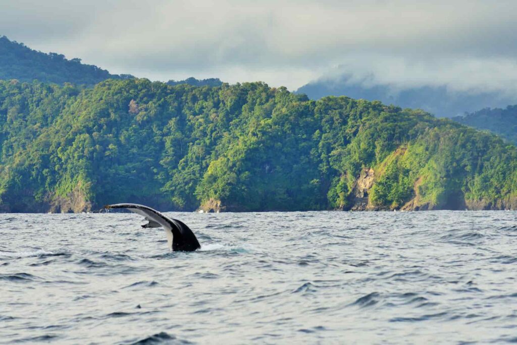 Maria Isabel Henao. UTR. Ballenas. Columna