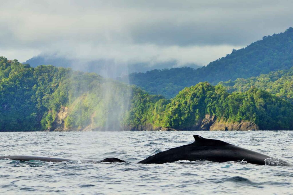Maria Isabel Henao. UTR. Ballenas. Columna 3