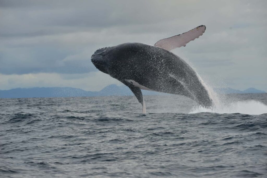 Maria Isabel Henao. UTR. Ballenas. Columna 4