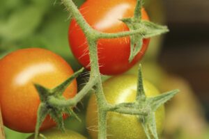 tomates, agricultura familiar