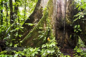 árbol en la selva amazónica