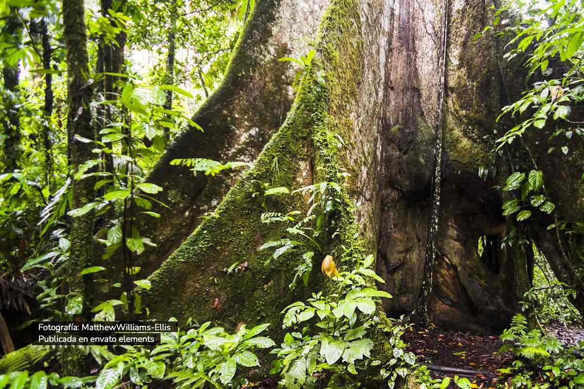 árbol en la selva amazónica