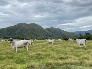 Ganadería, Vaca, Vacas, Ganado, Sector pecuario