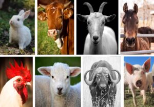 Ganado, Ganado mamífero y aviar, Animales, Finca, Granja, Sector pecuario