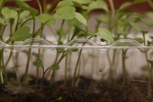 Plásticos, Plástico, Matas, Plantas, Semillas