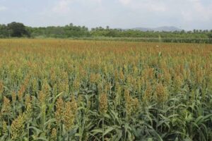 cultivo de sorgo