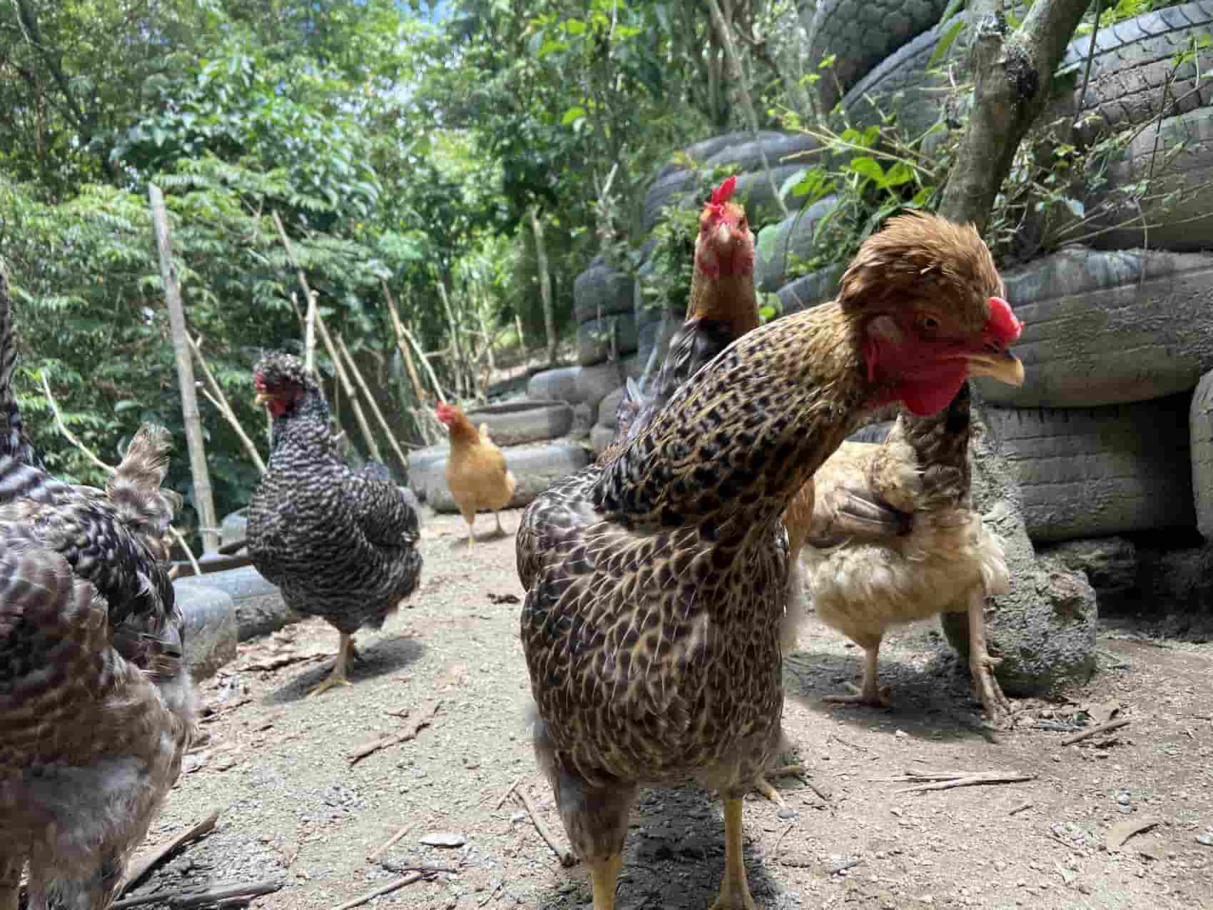 Gallinas, sector avícola, avicultura, pollos, huevos