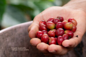 bayas de café, mano con el fruto del café