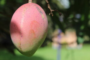 Mango, Frutas, Más Colombia,