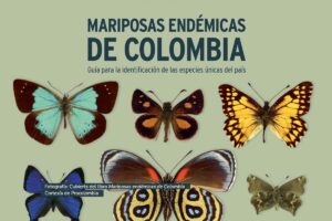 mariposas endémicas de Colombia, mariposas en portada
