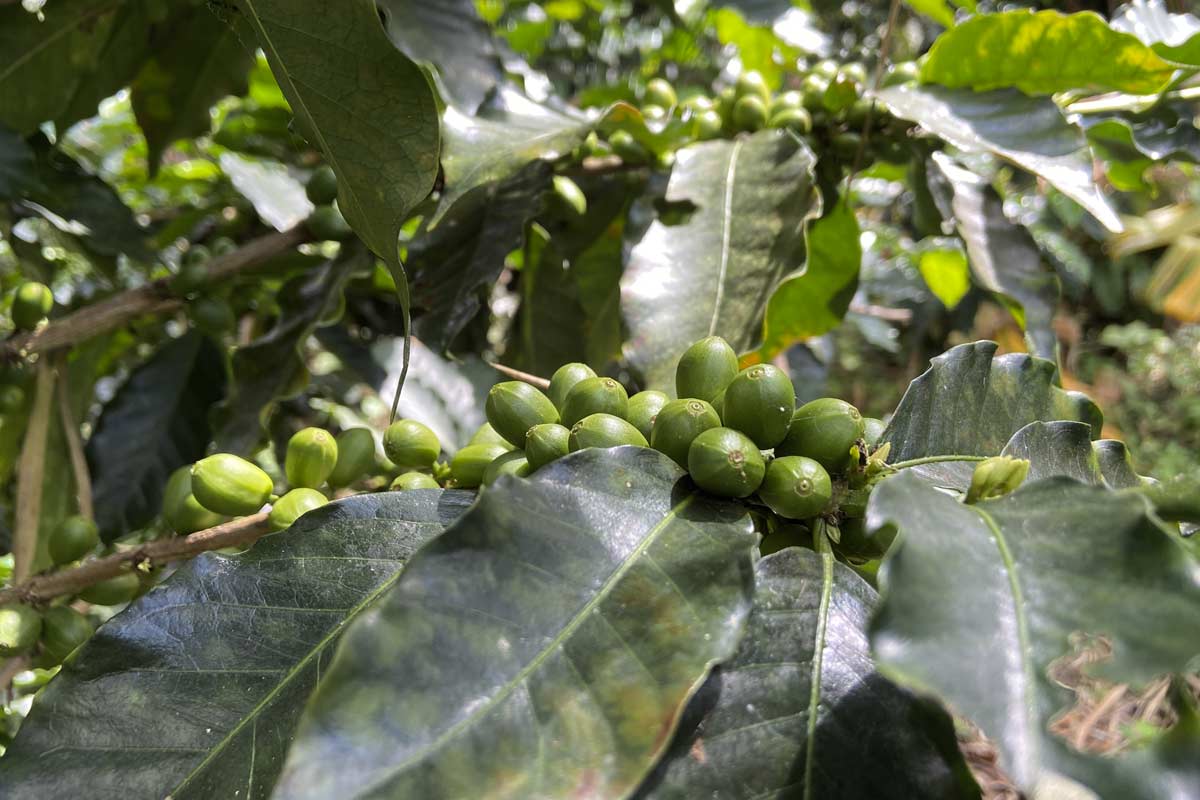 cultivo café colombiano
