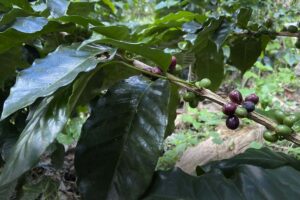 cultivo de café, café colombiano, café de colombia, mata de café