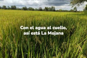 cultivo de arroz, espigas de arroz, La Mojana