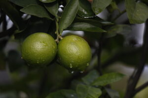 Limón tahití, Lima tahití, Frutas, Más Colombia