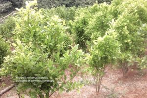 cultivo de coca, mata de coca, coca