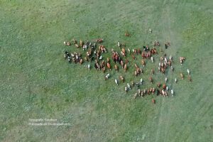 ganado, vacas, tierras, campo abierto