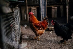 Influenza aviar, Gripa aviar, Gripe aviar, Más Colombia, Pollos,