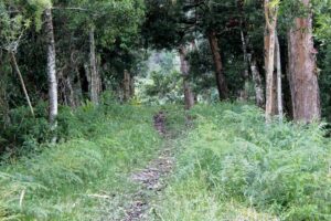 sendero, tierras en Colombia, bosque, invasión de tierras