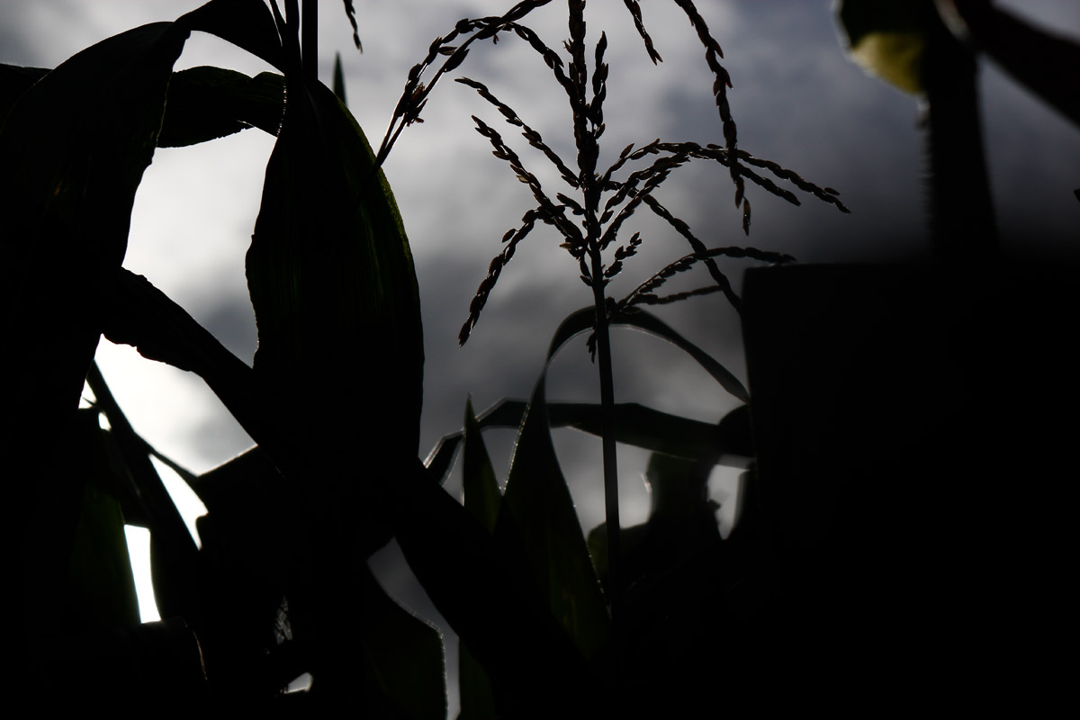 silueta del fruto del maíz, planta del maíz, cultivo de maíz, maíz, maíz amarillo