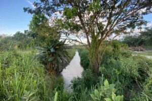 tierras, caño, plantas, palmera, árbol
