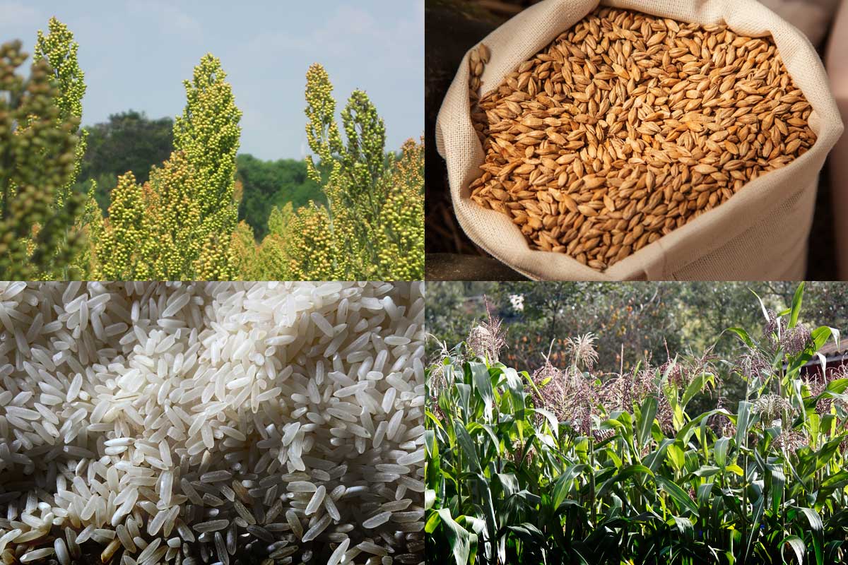 sorgo, avena, arroz, maíz, cultivos de cereales, Más Colombia