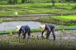 cultivo de arroz, arroceros, siembra de arroz, planta del arroz, censo arrocero 2023, Más Colombia
