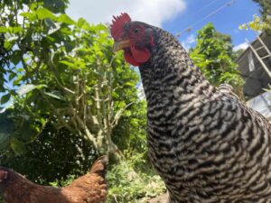 Avicultura, Sector avícola, Pollos, Aves, Newcastle, Más Colombia