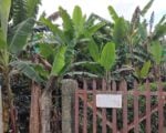 Bananeras, UFCO, United Fruit Company, Chiquita Brands International, Banano, República bananera, Más Colombia, Chiquita