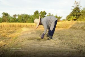 cultivador de arroz, cultivo de arroz, arrocero