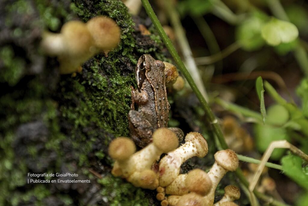 Biodiversidad colombiana: en estas categorías logra ganar podio internacional 3 anfibios biodiversidad en colombia