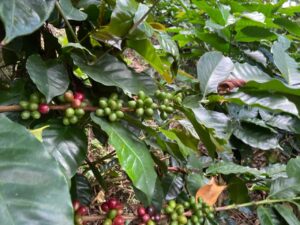 cultivo de café, café colombiano, café de colombia, mata de café, Más Colombia