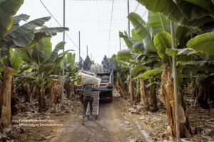 cultivos de banano, carga de banano, Más Colombia