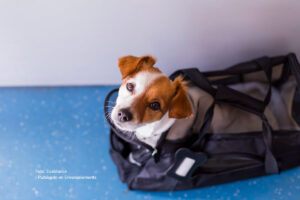 transporte de mascotas, perrito, perrito en maleta, viajar con mascotas, Más Colombia