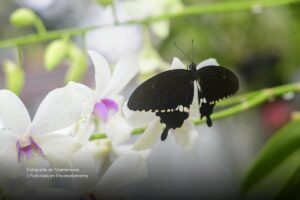 mariposa, orquidea, naturaleza, biodiversidad, Más Colombia