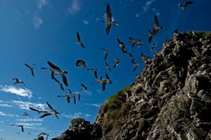 Gorgona, isla Gorgona, aves, Más Colombia