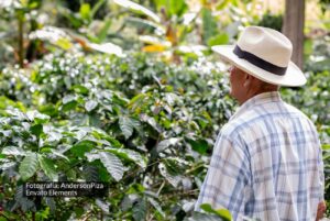 venta de café, café, cafeteros, fincas cafeteras, finca cafetera, Más Colombia