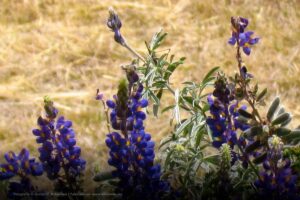 Lupinus mutabilis, Lupinus mutabilis Sweet, Tarwi lupino, tarwi, legumbres, día mundial de las legumbres, Más Colombia