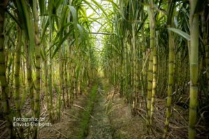 caña de azúcar, cultivo de caña, agro colombiano, Más Colombia, Trabajadores de la caña, Corteros, Padilla, Norte del Cauca