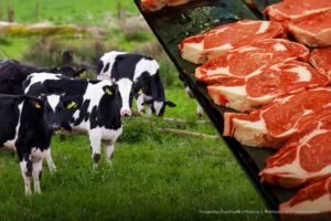 ganado vacuno, vacas, reses, carne de res, Más Colombia