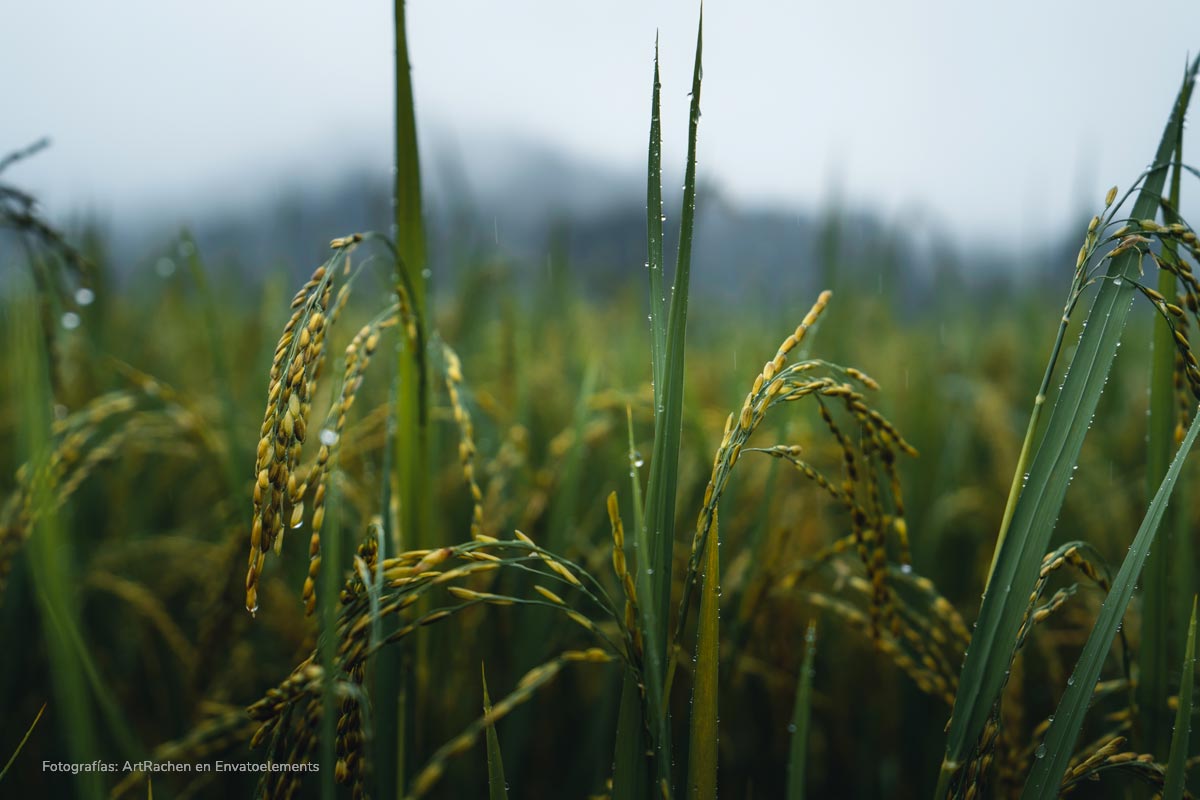 campo de arroz, cultivo de arroz, planta del arroz, arroz, arroz colombiano, Más Colombia